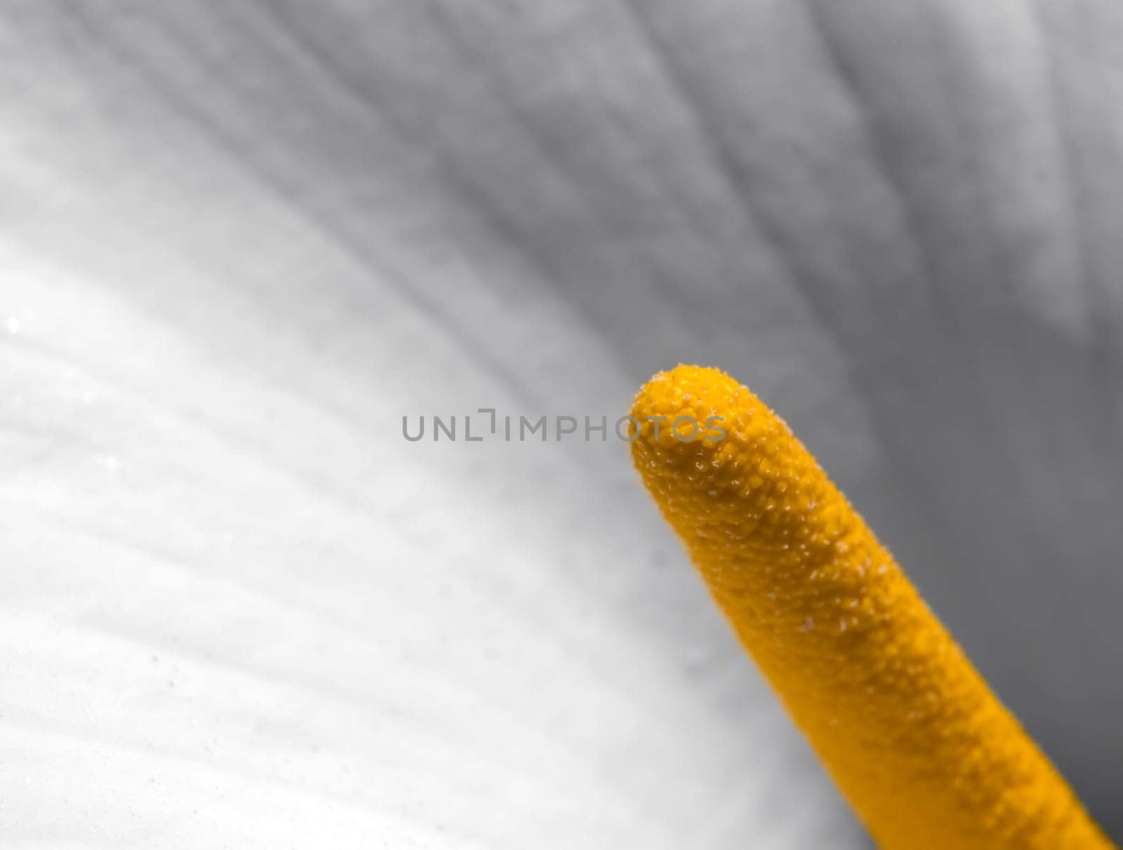 Macro shot of Zantedeschia Aethiopica or Arum Lily pistil