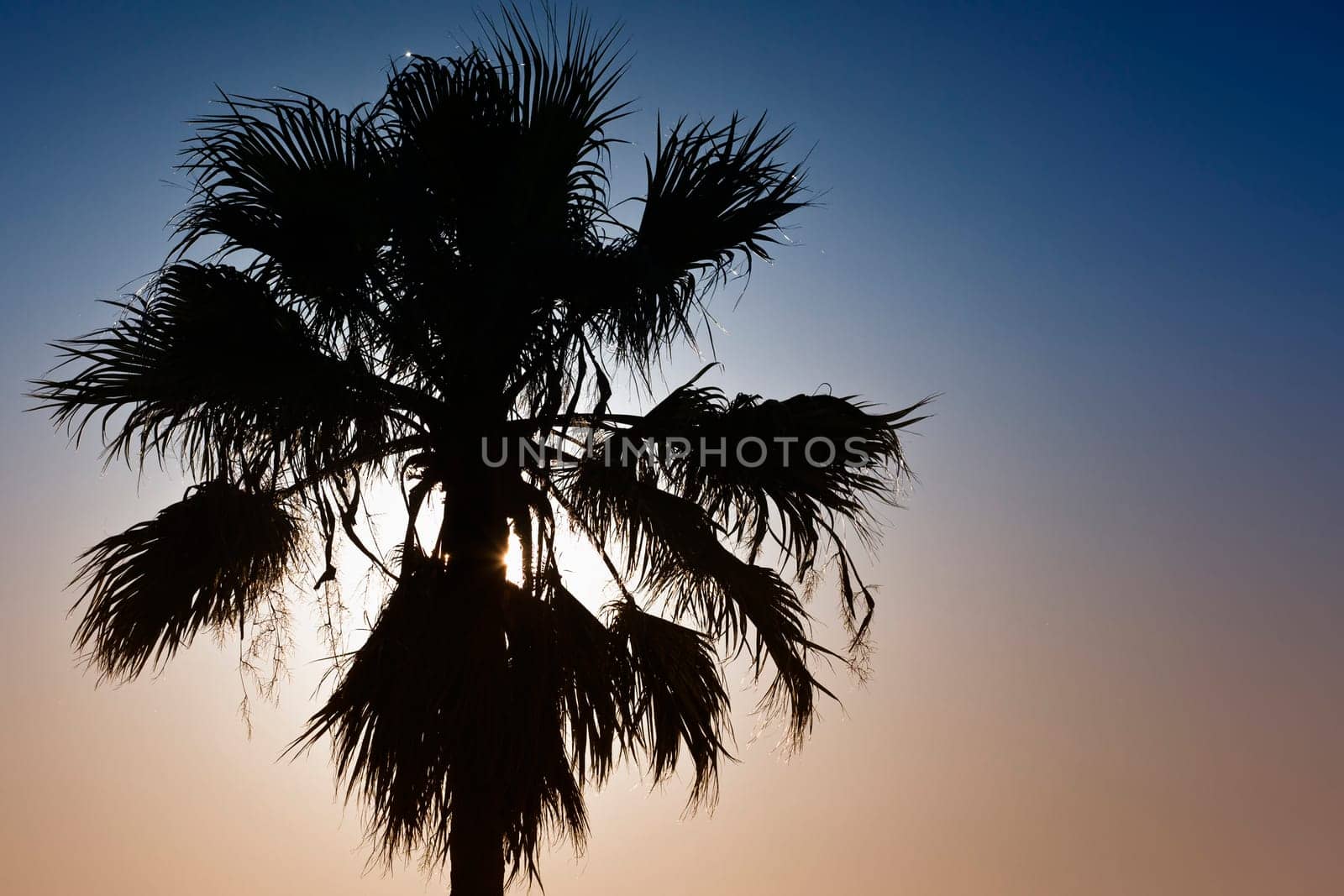 Silhouette of a palm tree over a clear sky at sunset