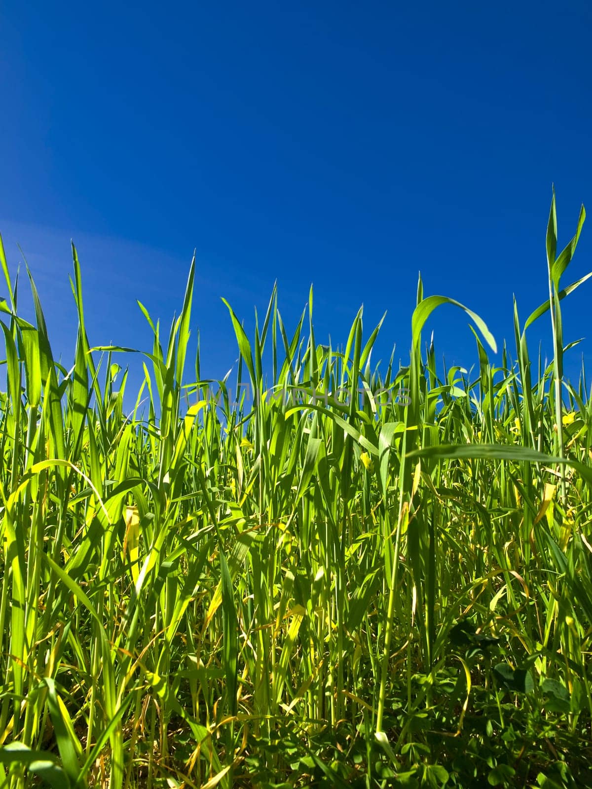 Vivid green blades of grass over a deep blue sky