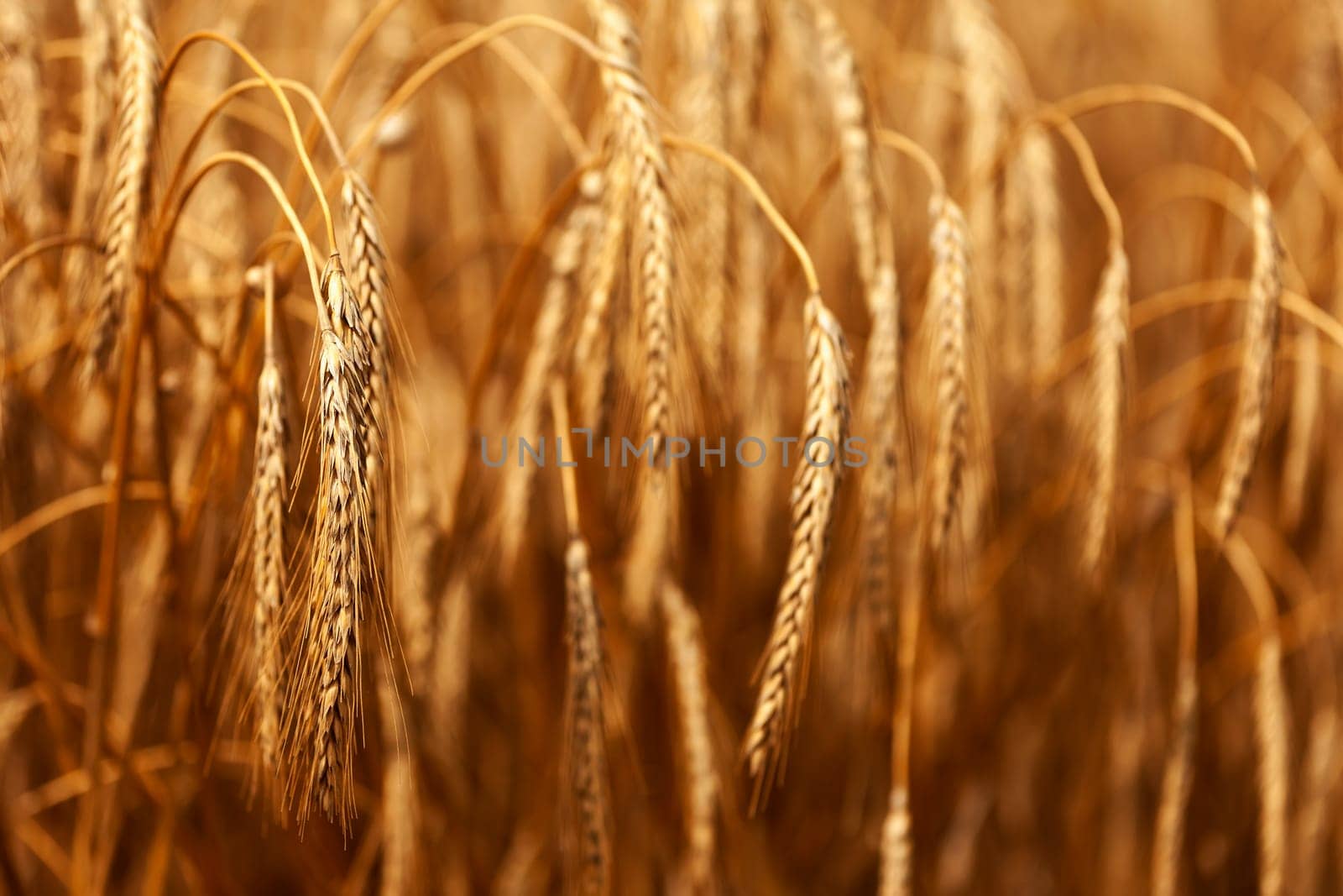 Detail of wheat or Triticum plant showing blurred remainder of harvest and crop in the background