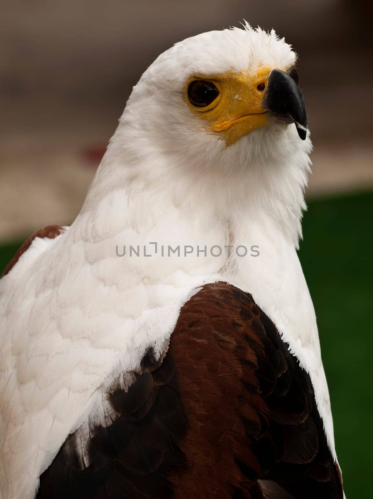 The African Eagle or Haliaeetus Vocifer seen her in captivity