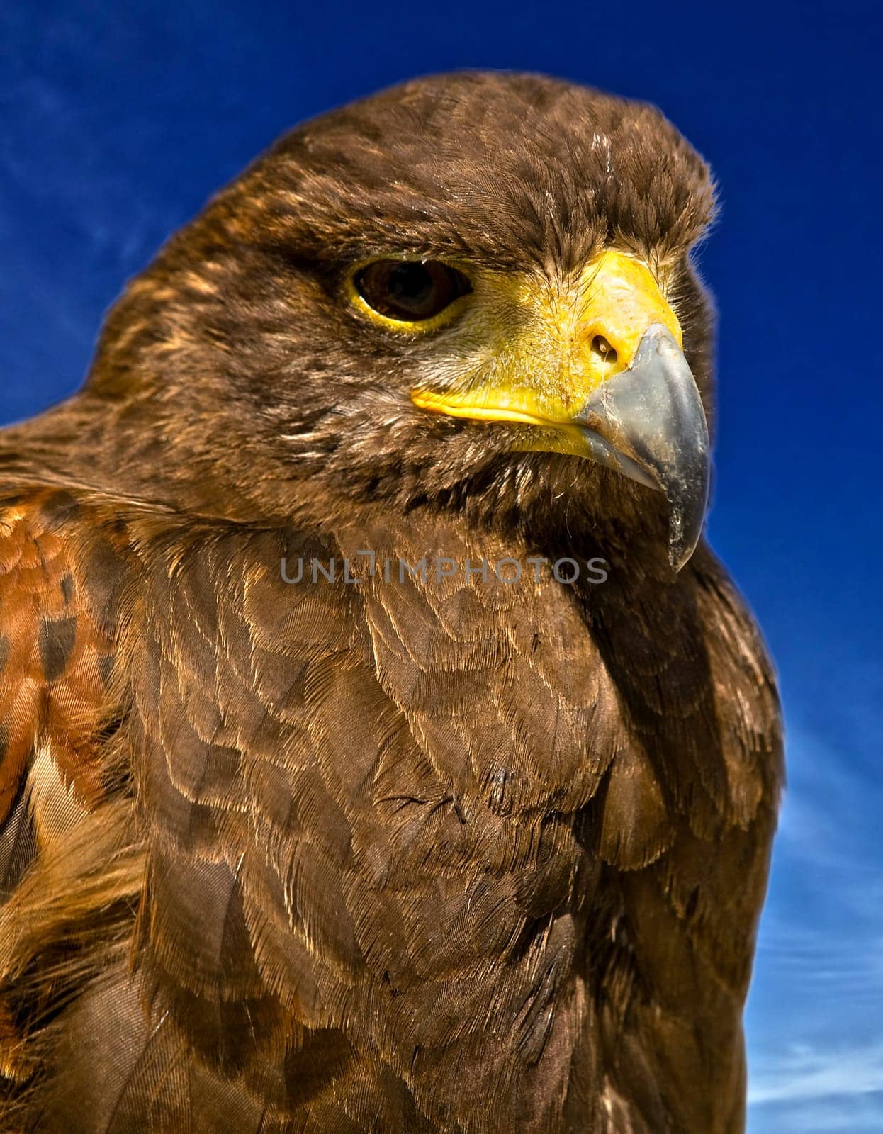 Portrait of a beautiful raptor or bird of prey