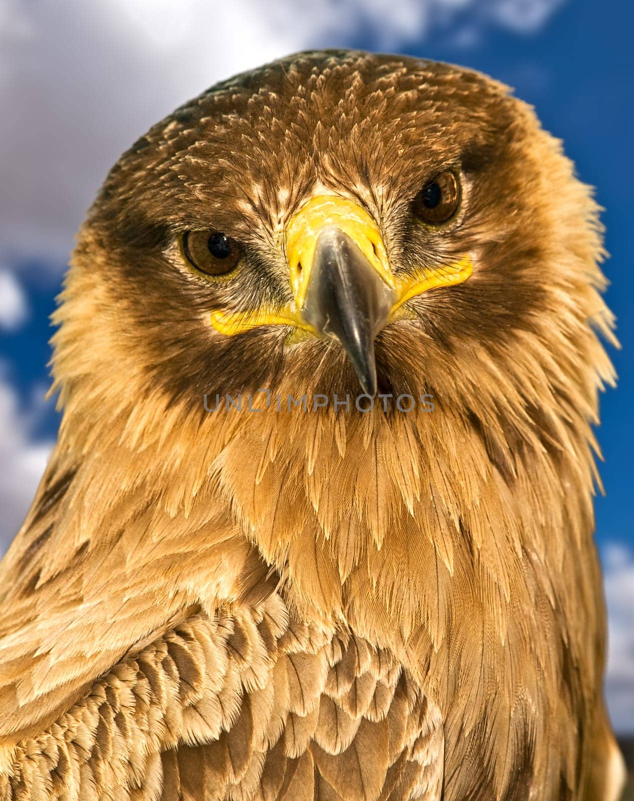 Portrait of a beautiful raptor or bird of prey