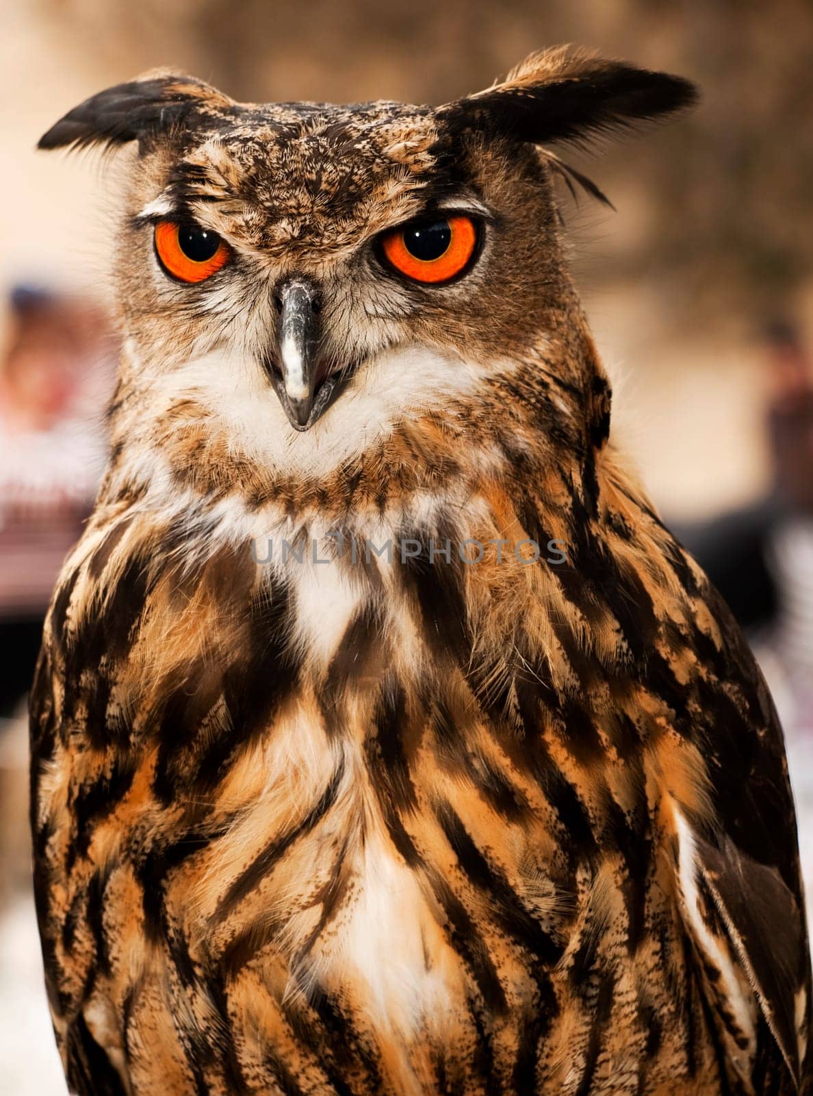 Portrait of a beautiful Eagle or Horned Owl also known as genus Bubo