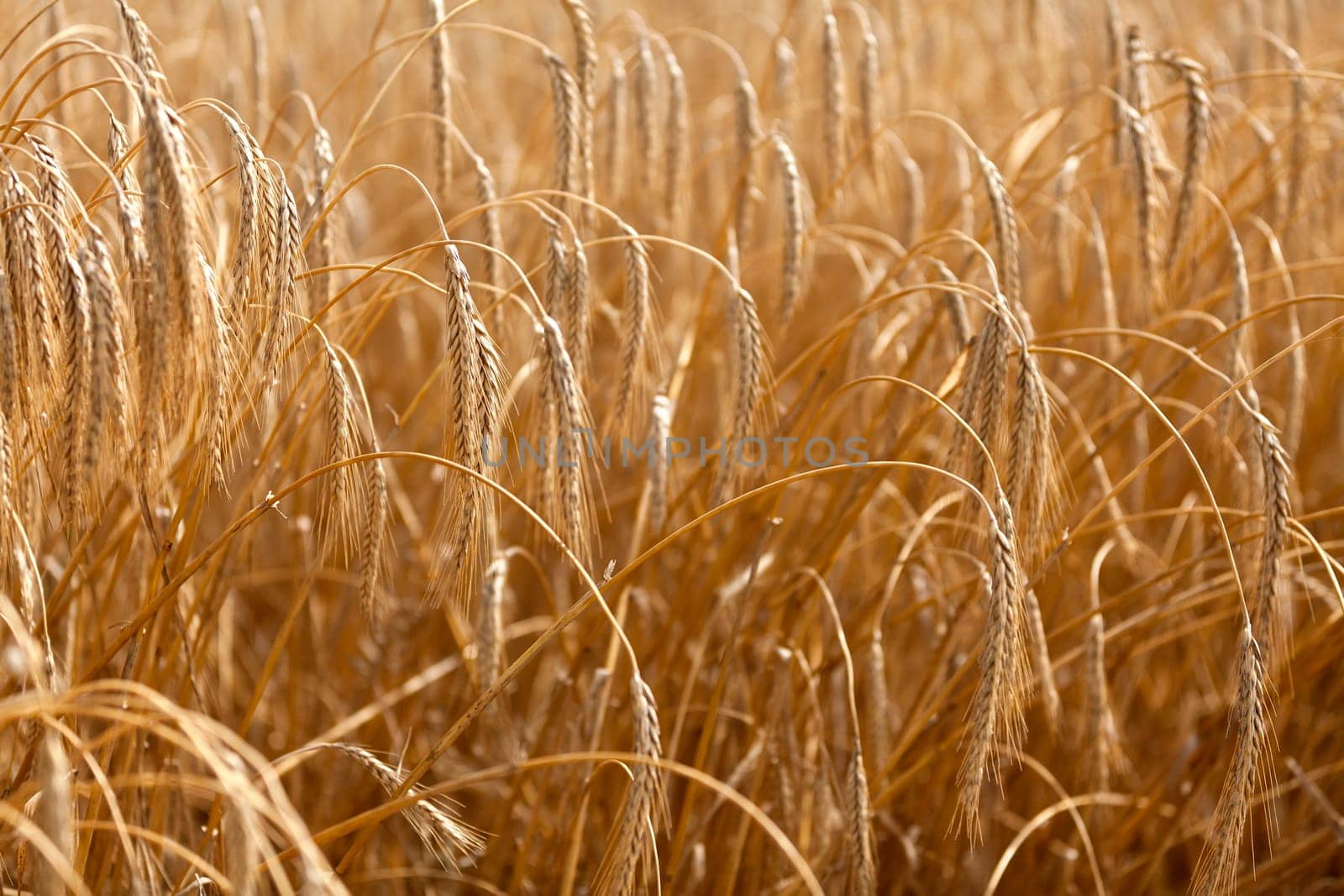 Detail of wheat or Triticum plant showing blurred remainder of harvest and crop in the background
