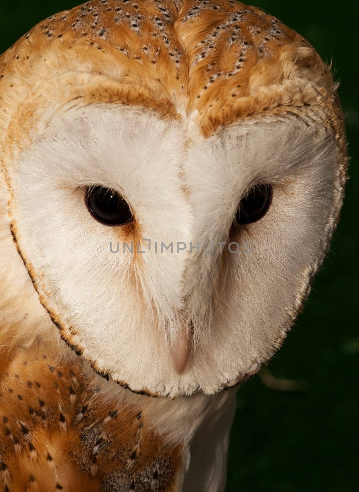 Portrait of a beautiful Barn Owl or Tyto Alba