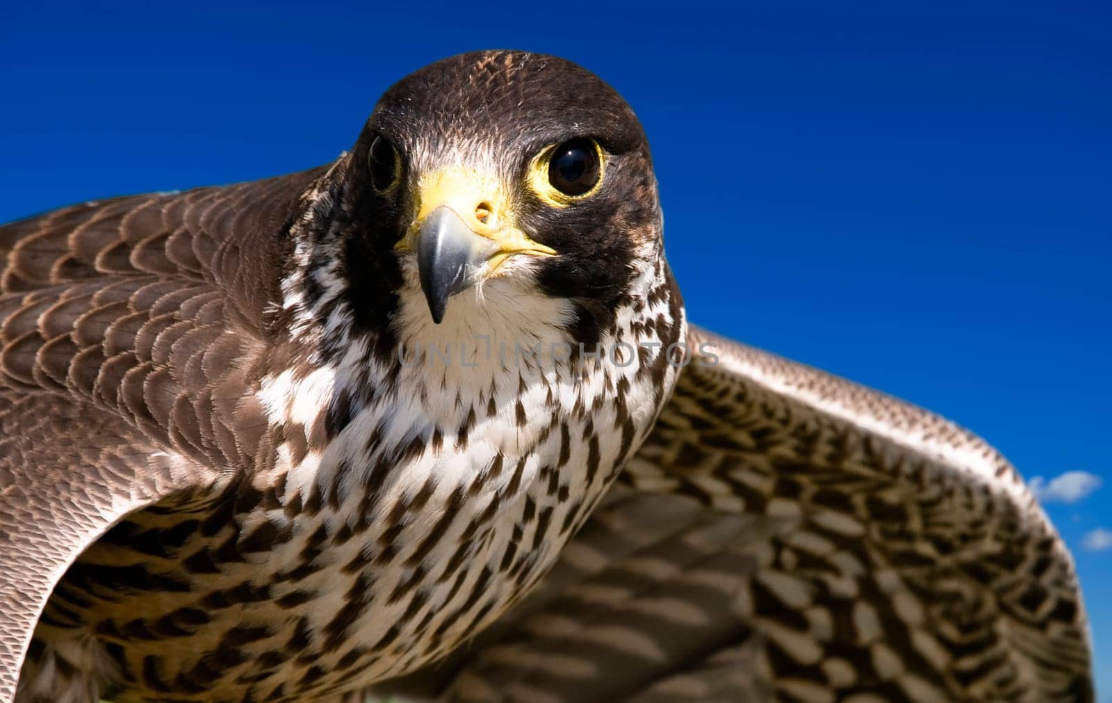 A bird of prey during its hunt in flight