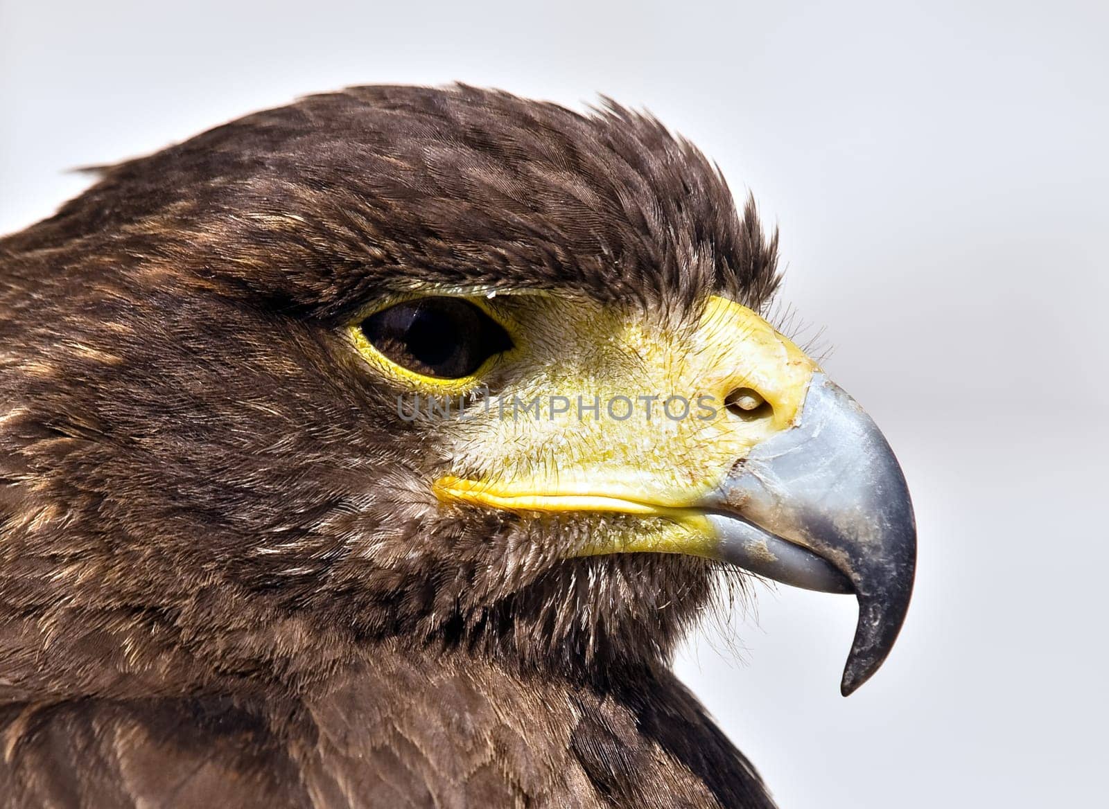 Portrait of a beautiful raptor or bird of prey