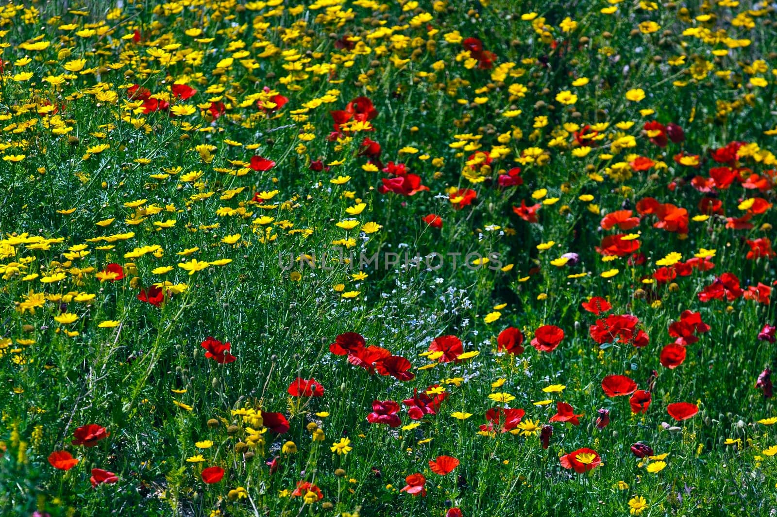 The colours of the Maltese countryside during late spring