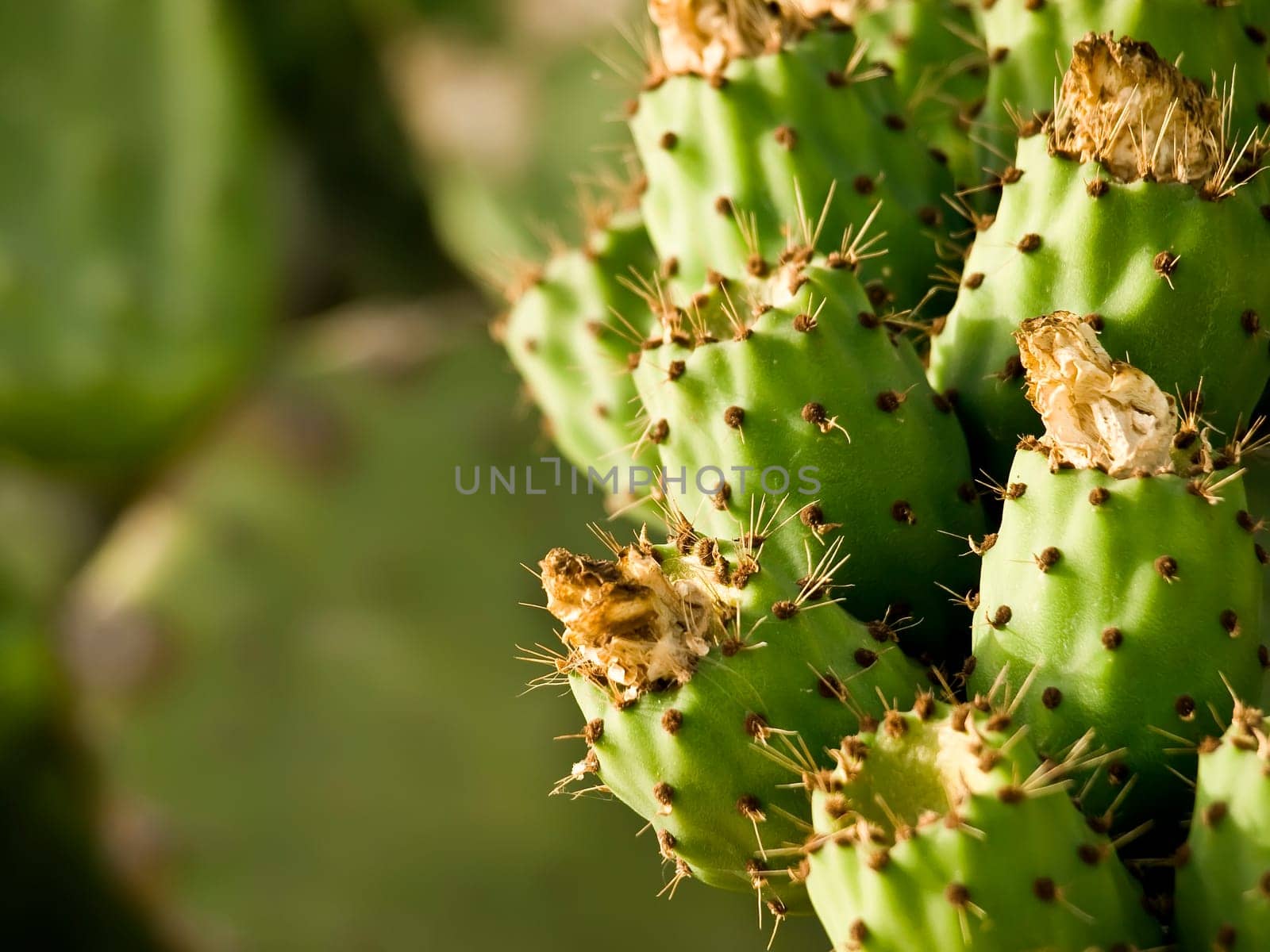 Mediterranean prickly pears also known as figs
