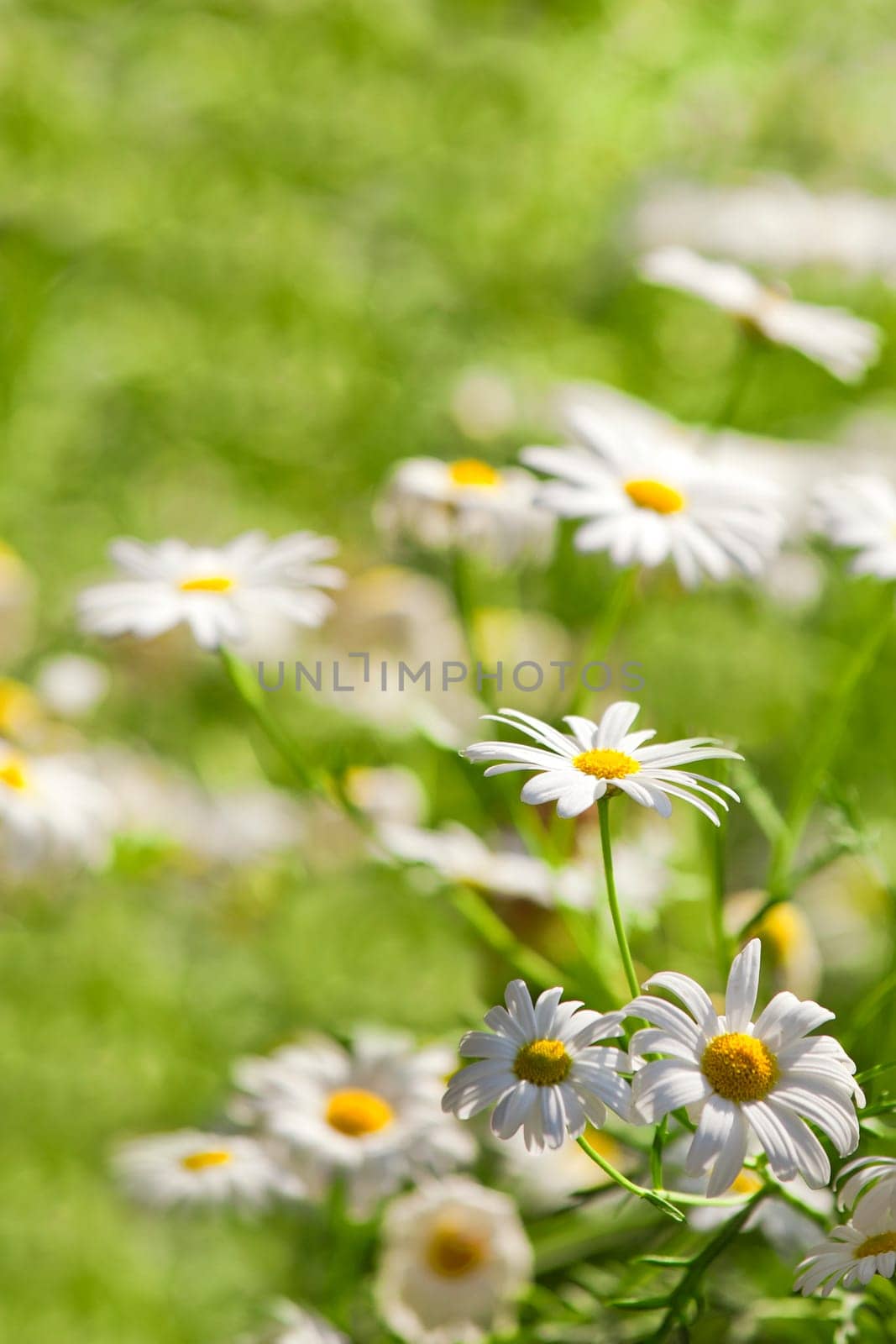 Daisies swarmed by a sea of green during early spring