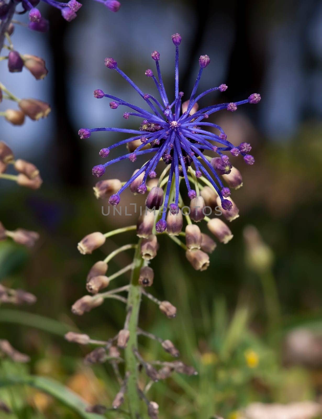 The tassel grape hyacinth is a very common sight in Malta during spring