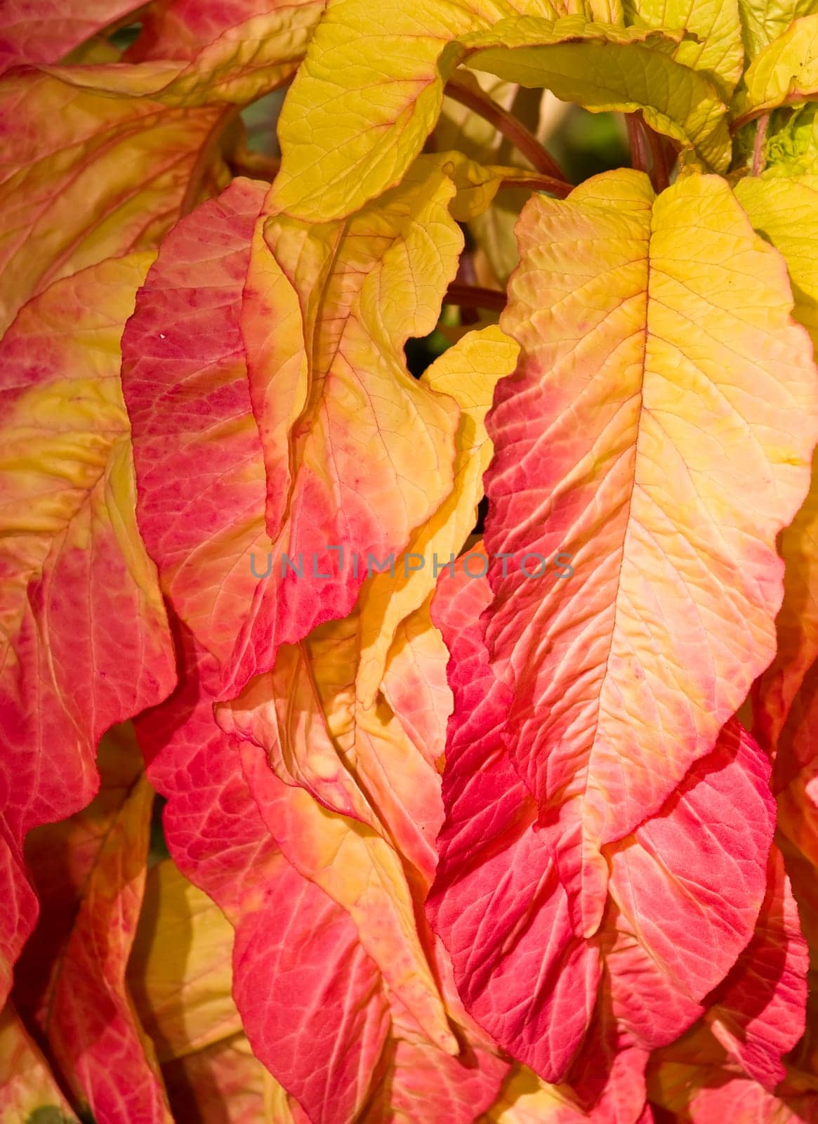 Detail of plant with yellow and red leaves. Need to know scientific name