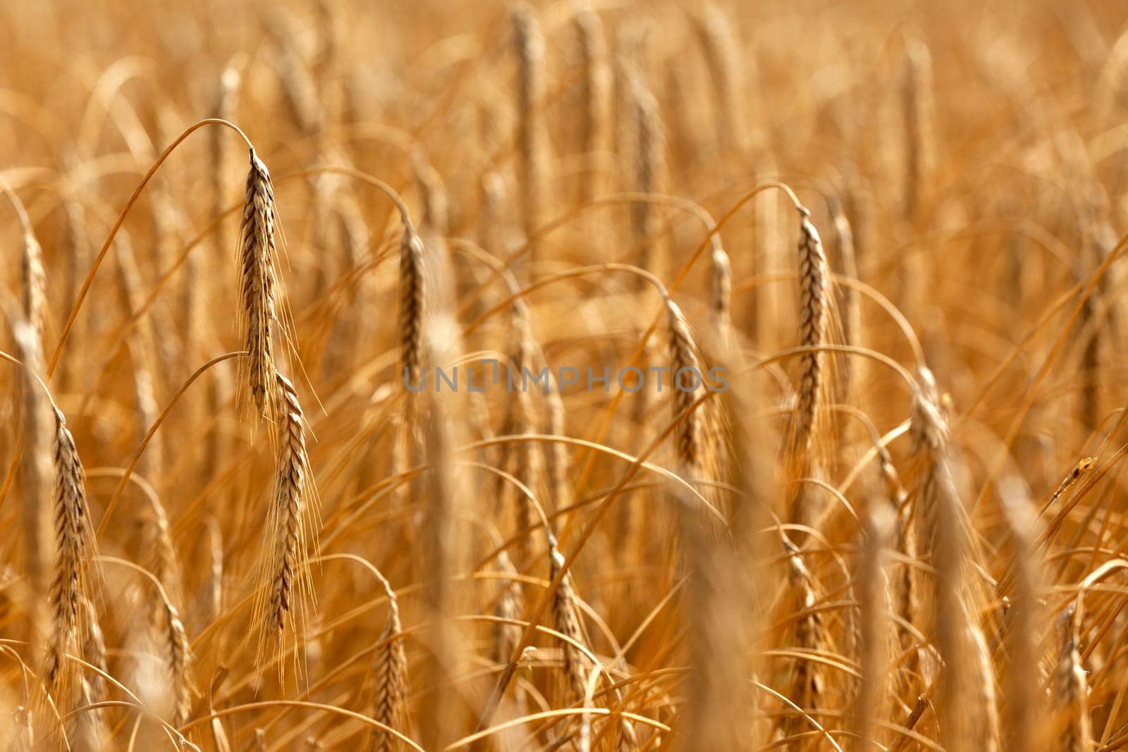 Detail of wheat or Triticum plant showing blurred remainder of harvest and crop in the background