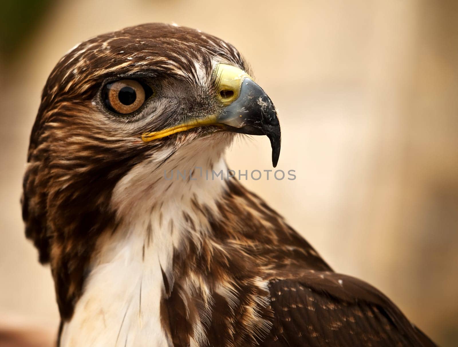Portrait of a beautiful raptor or bird of prey