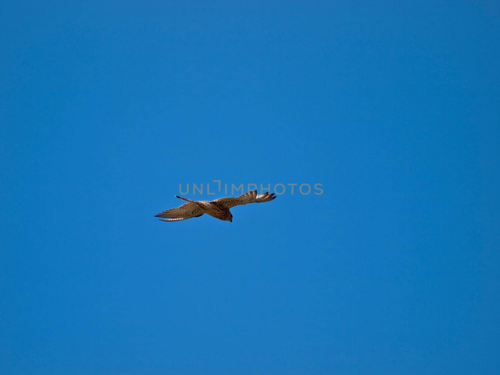 Lesser or Common Kestrel hovering in the sky in search of prey
