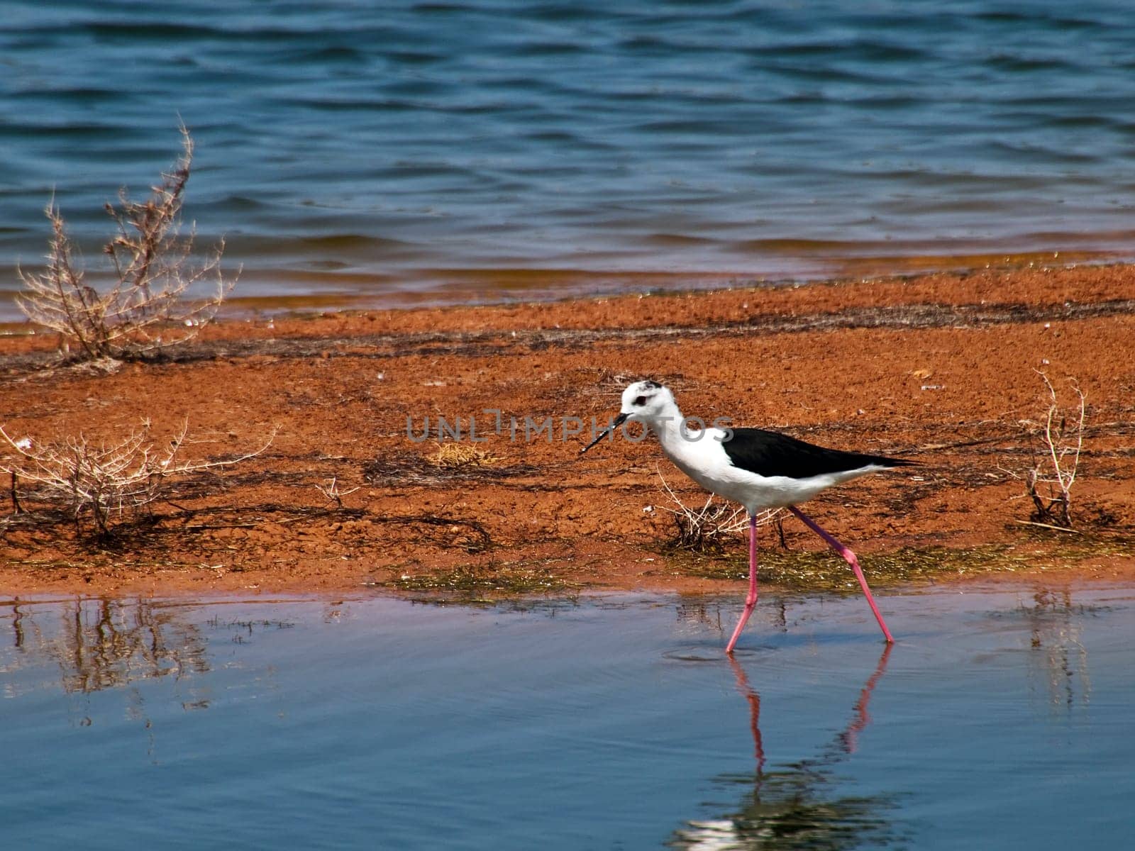 Himantopus Himantopus or Black Winged Stilt  seen here at Ghadira Nature Reserve in Malta