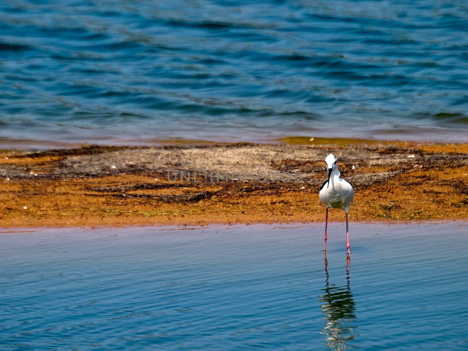 Himantopus Himantopus or Black Winged Stilt  seen here at Ghadira Nature Reserve in Malta