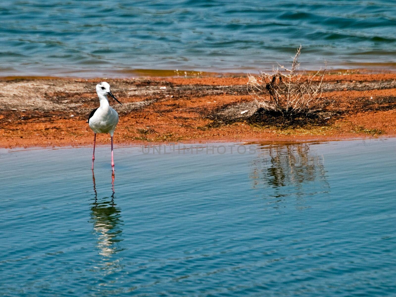 Himantopus Himantopus or Black Winged Stilt  seen here at Ghadira Nature Reserve in Malta