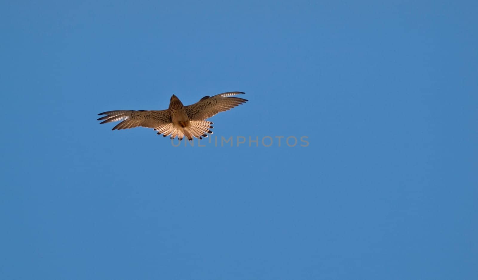 Lesser or Common Kestrel hovering in the sky in search of prey