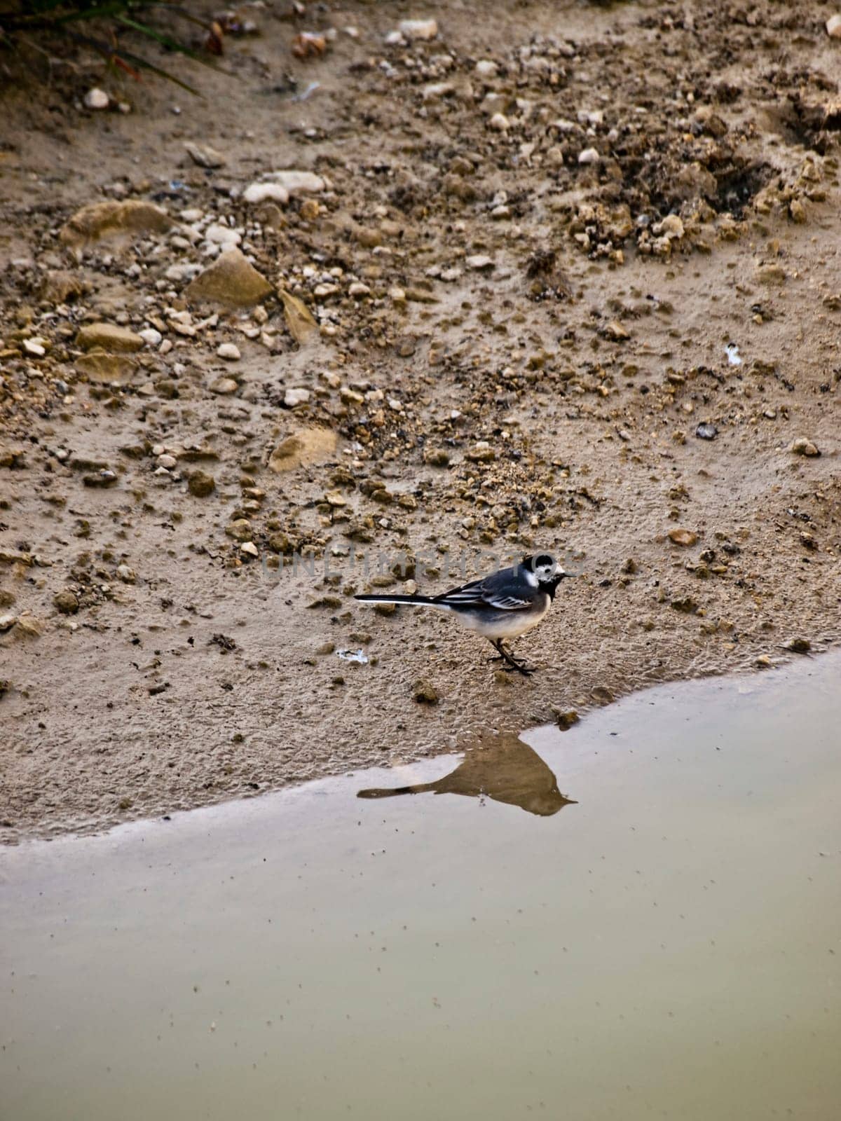 A white wagtail walking along a riverbed foraging for insects