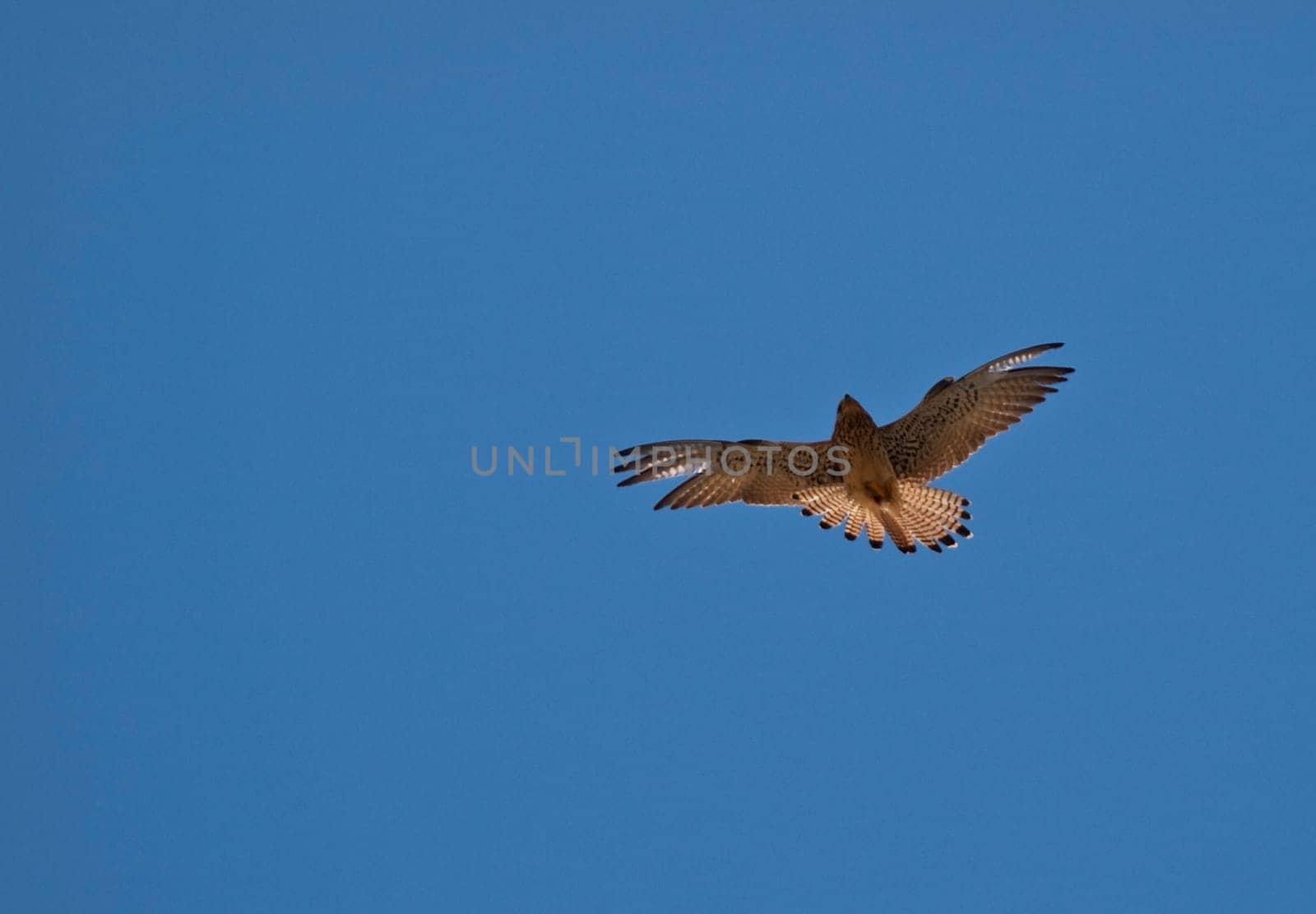 Common or lesser Kestrel in flight also known as Falco Tinnunculus