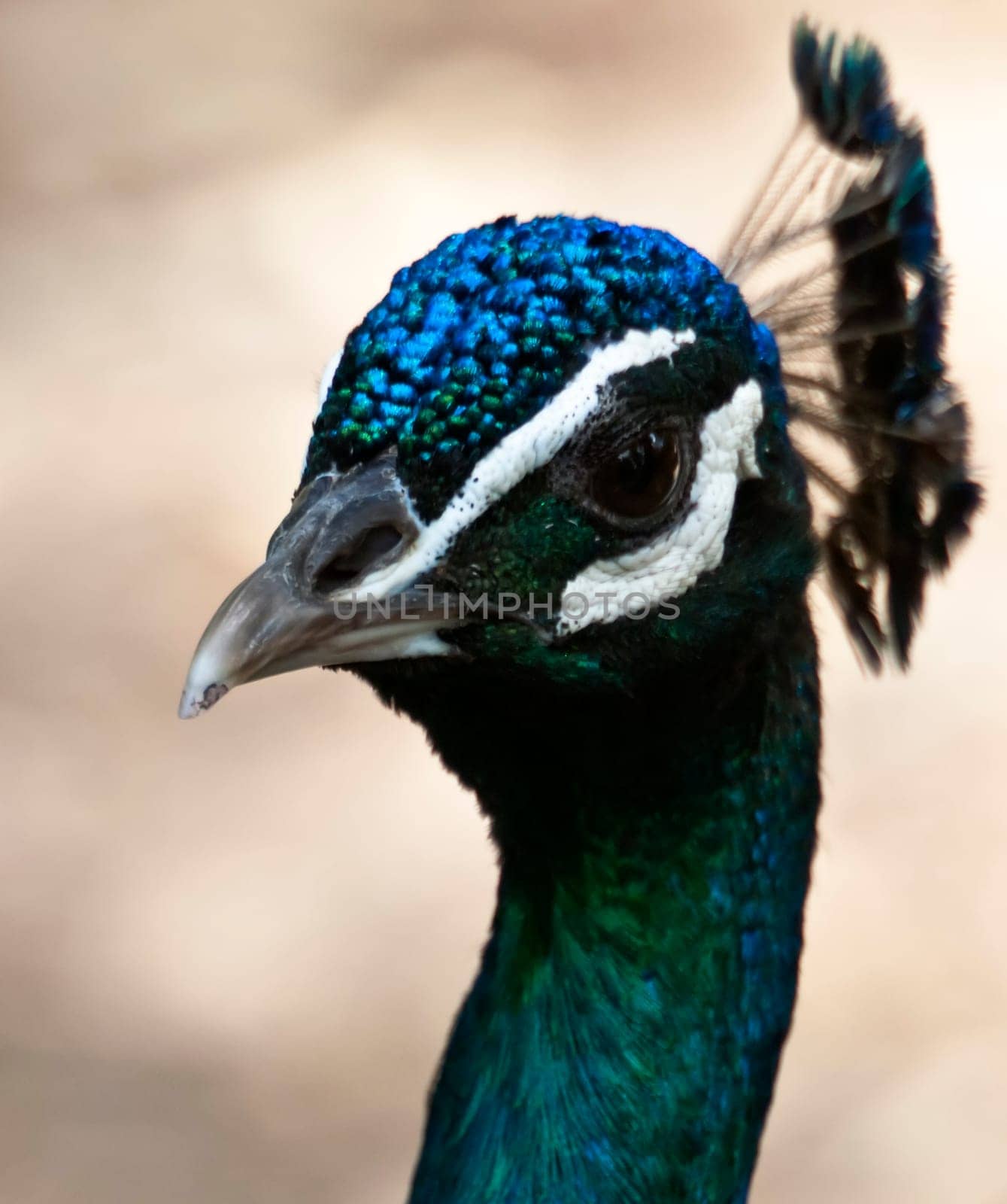 Portrait picture of a beautiful Indian Peacock with vibrant plumage