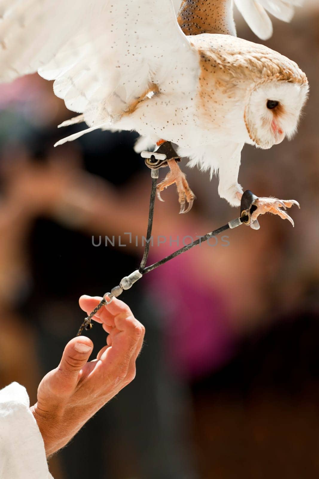 A Barn Owl takes to flight off the hand of its trainer and owner.