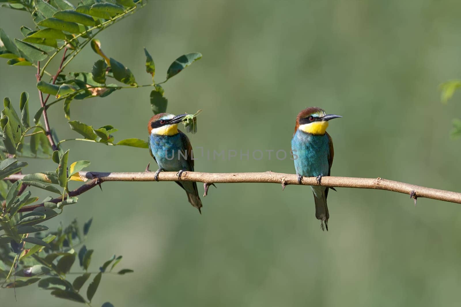 Two bee-eaters with prey