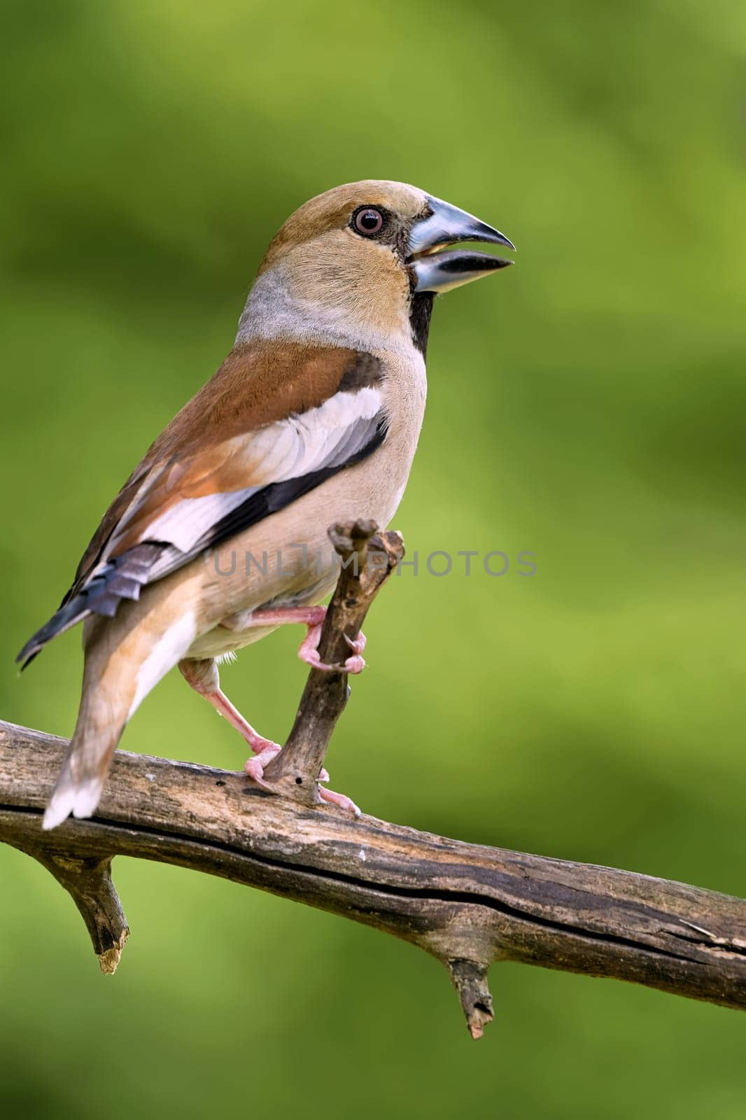 Kernbeisser at the feeding site