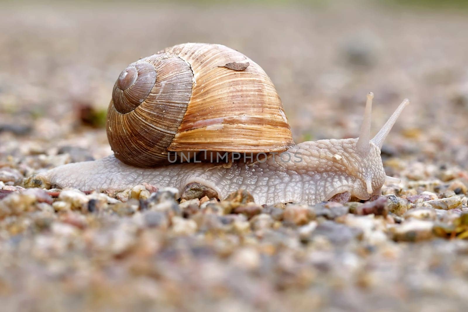 Vineyard snail in the garden