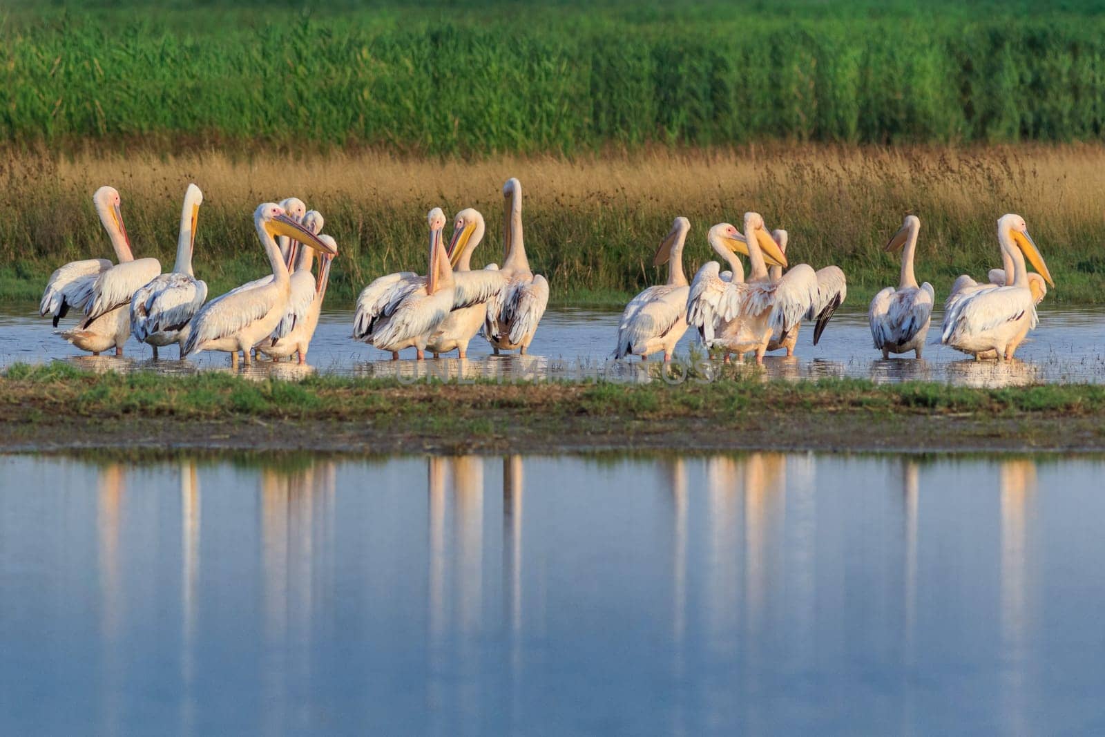 white pelicans (pelecanus onocrotalus) in Danube Delta, Romania