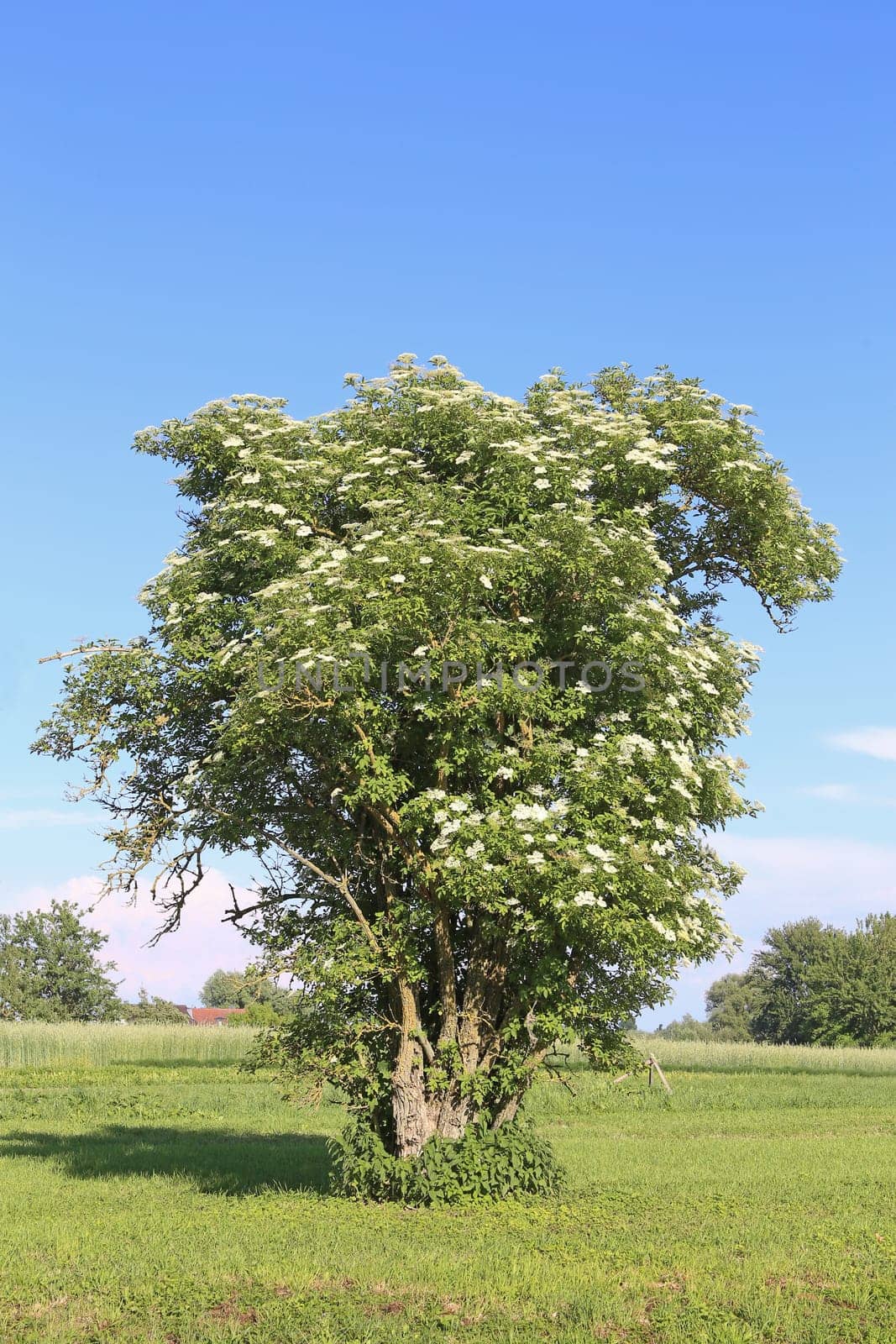 Flowering elderberry shrub or elder Sambucus nigra