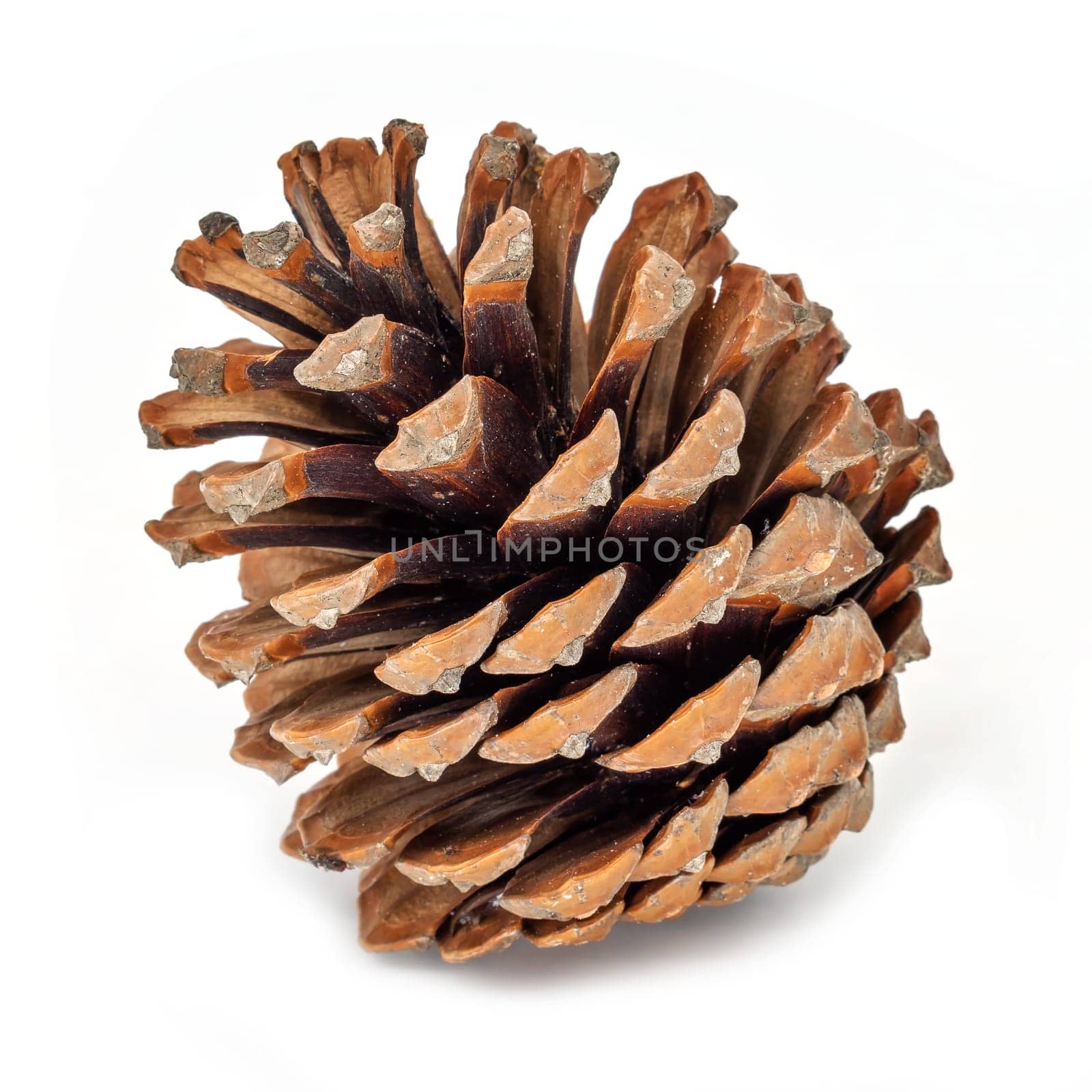 Cones on white background,conical cones as decoration for Christmas