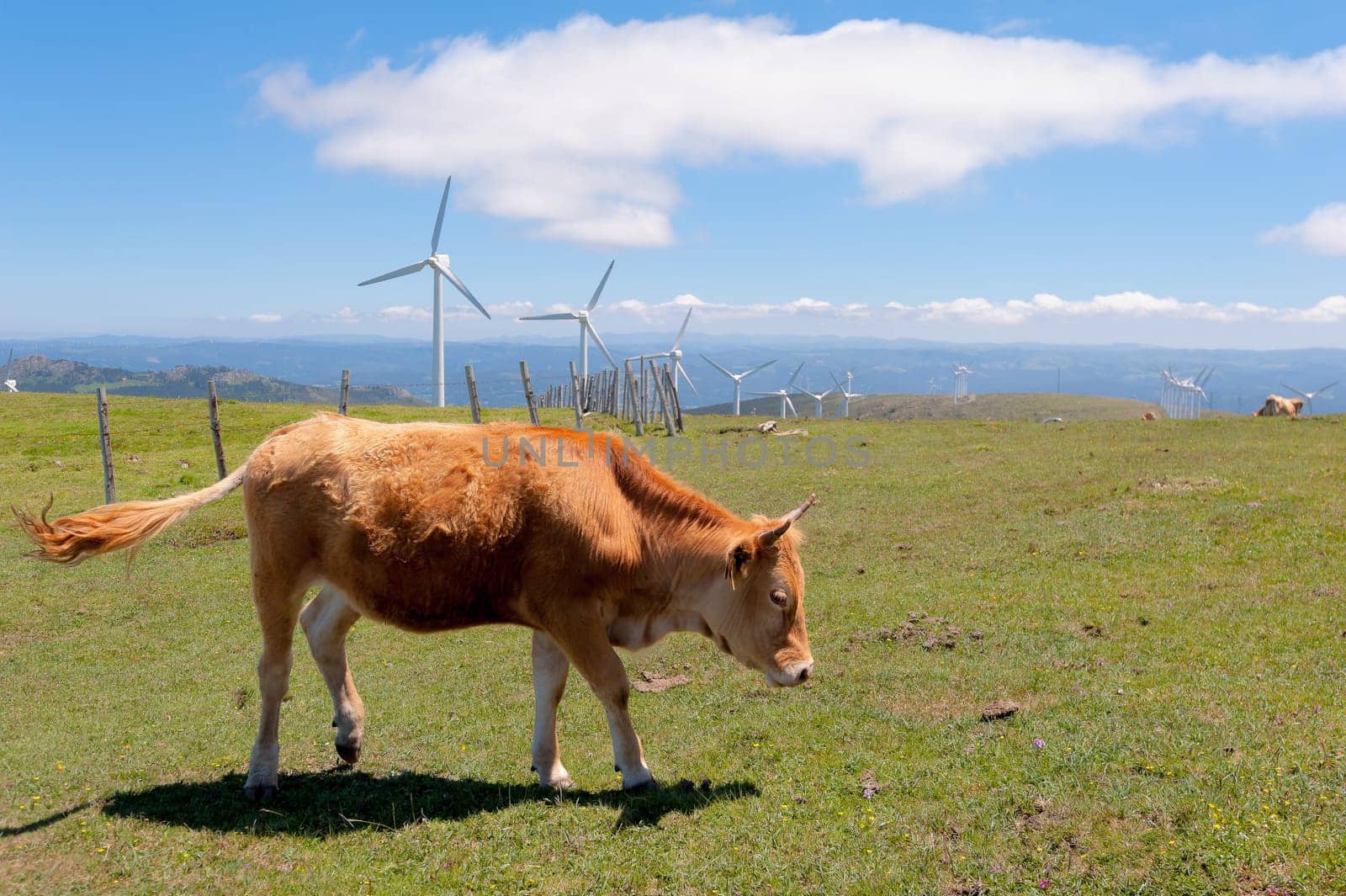Cow eating grass in the meadow. On background the wind turbines for production of electricity.