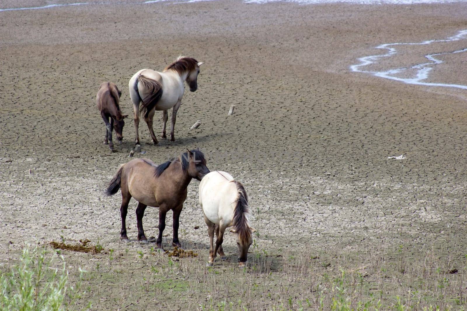 Konik at the floodplain of the Rhine, Netherlands