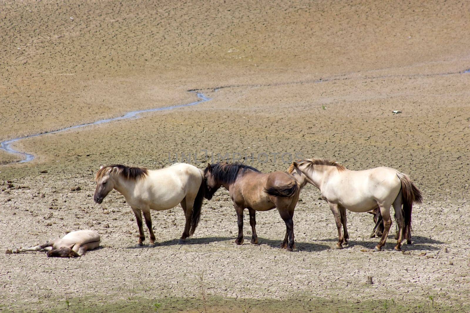 Konik at the floodplain of the Rhine, Netherlands