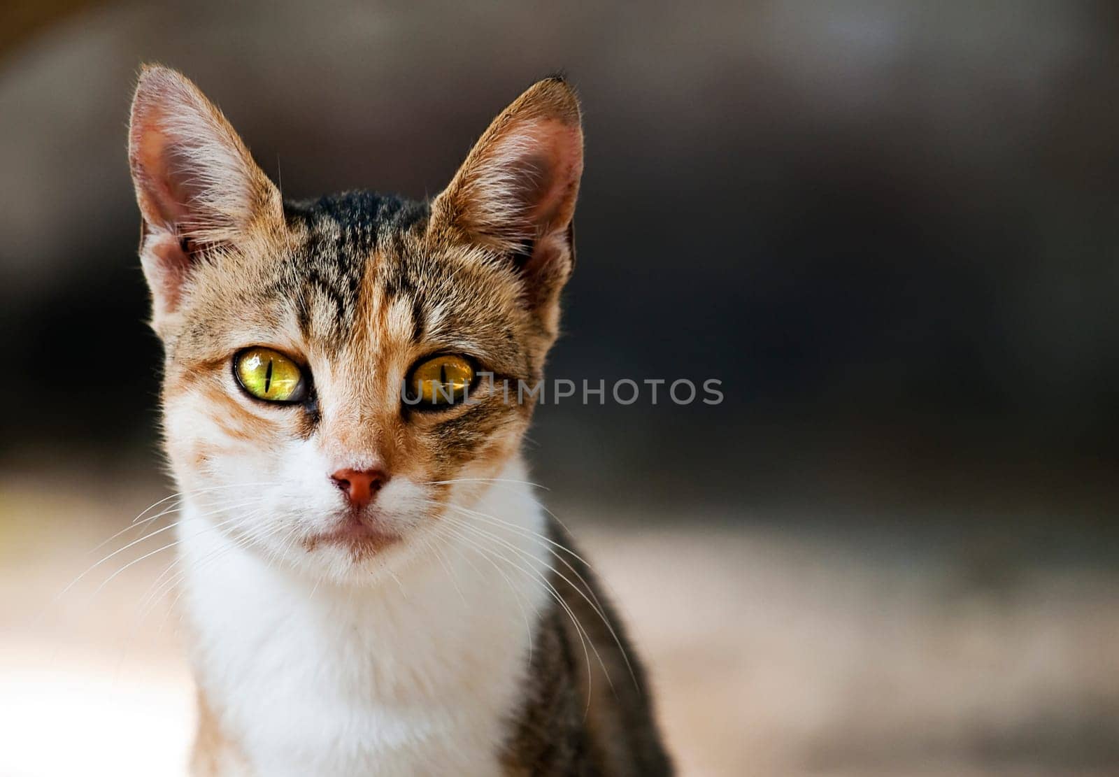 A cute little stray cat on the streets of Malta which is a very common sign in Mediterranean countries