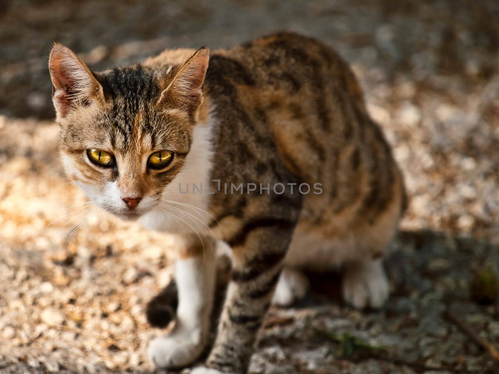 A cute little stray cat on the streets of Malta which is a very common sign in Mediterranean countries