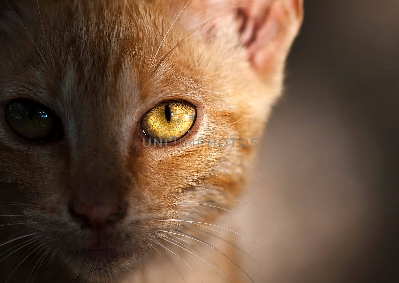 Sidelit portrait of a cute little stray cat