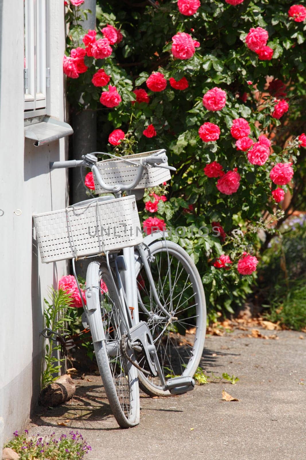 Parking bike with pink roses,Old Town,Lübeck,Germany,Europe