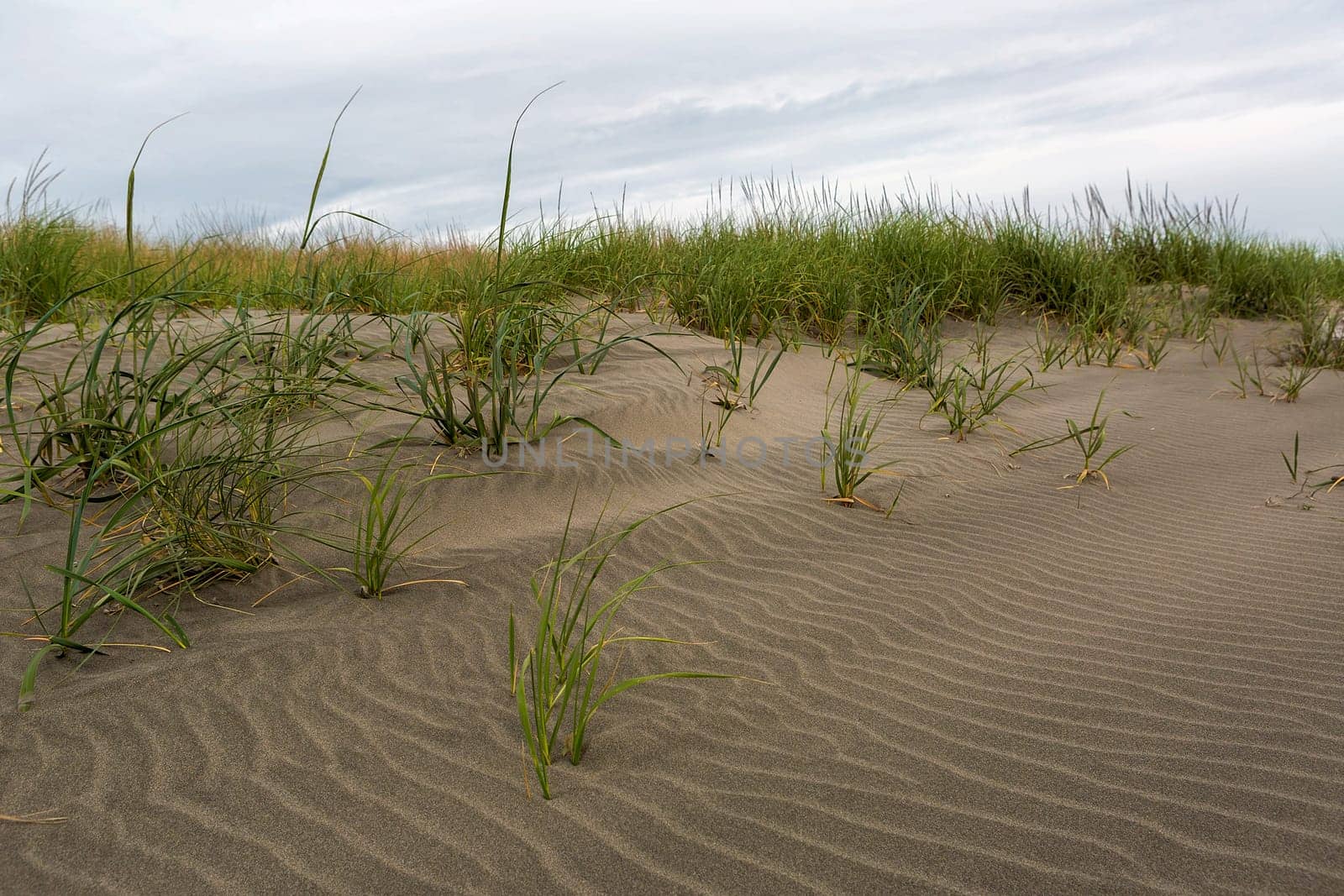 Sandy Beach with grass and sand dunes pattern along Washington coast
