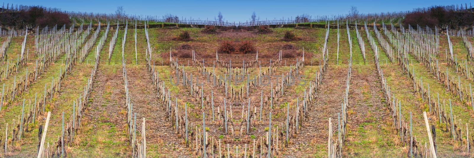 View of vineyards in beautiful Moselle valley in Germany