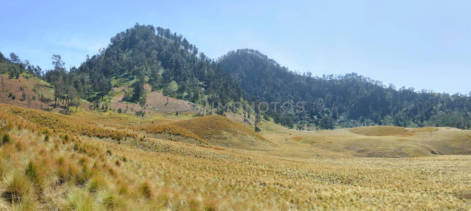 Scenery view of meadows on Oro Oro Ombo in Semeru Mountain. Malang, Indonesia
