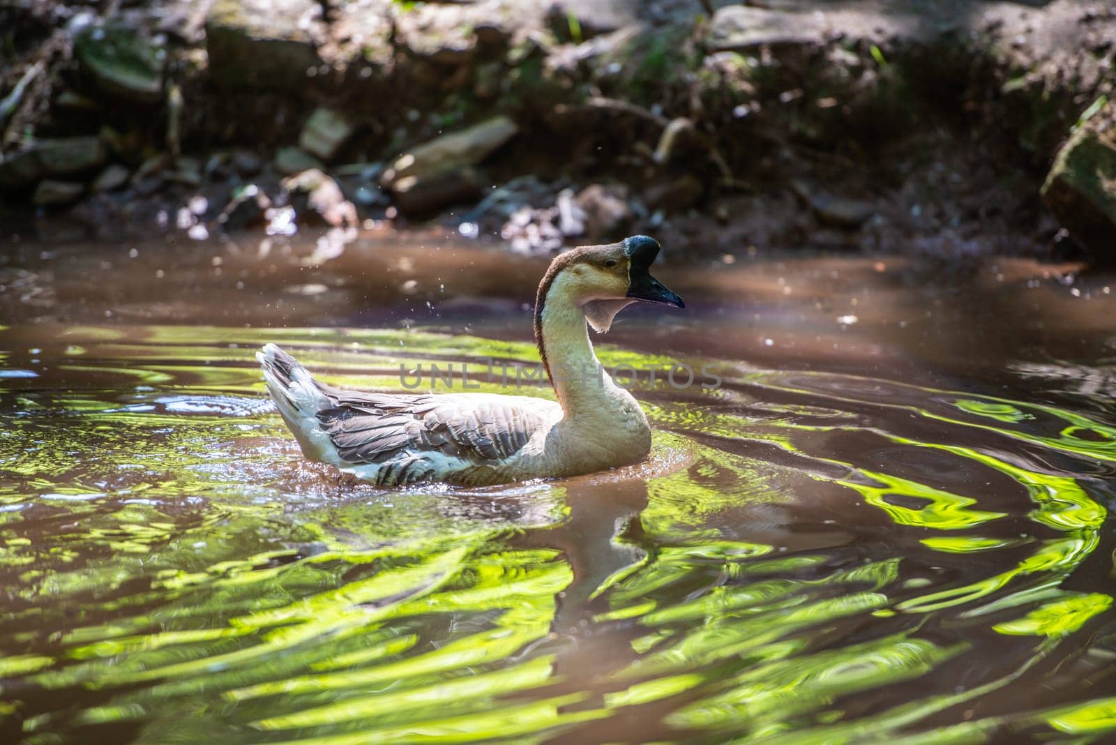 chinese goos swimming in a little lake in backlight