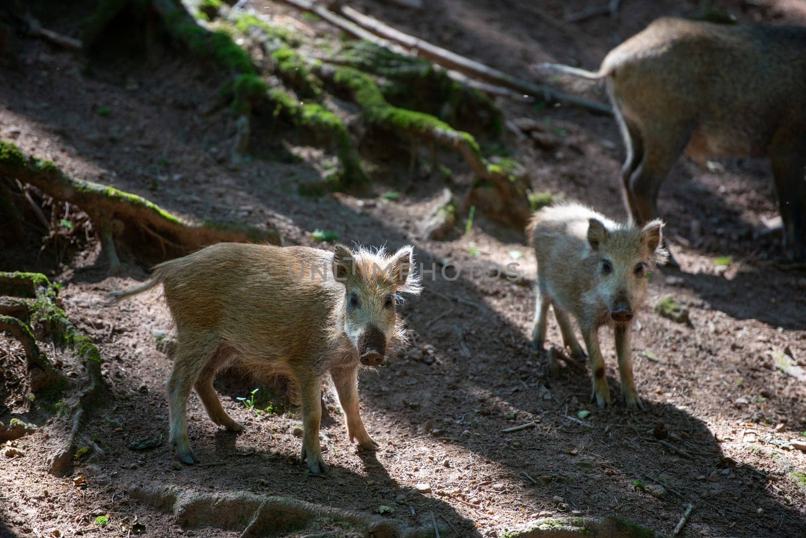 young wild boar search for food in forest soil