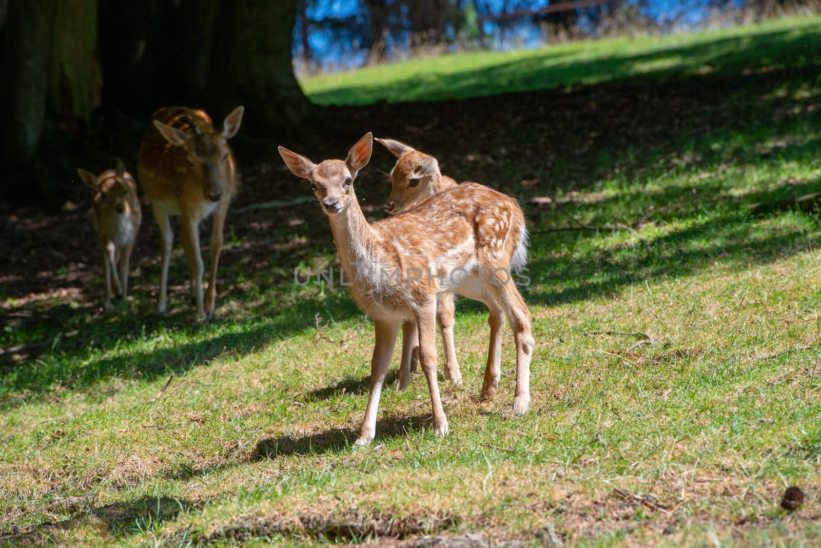 female deers with two babys on grassland