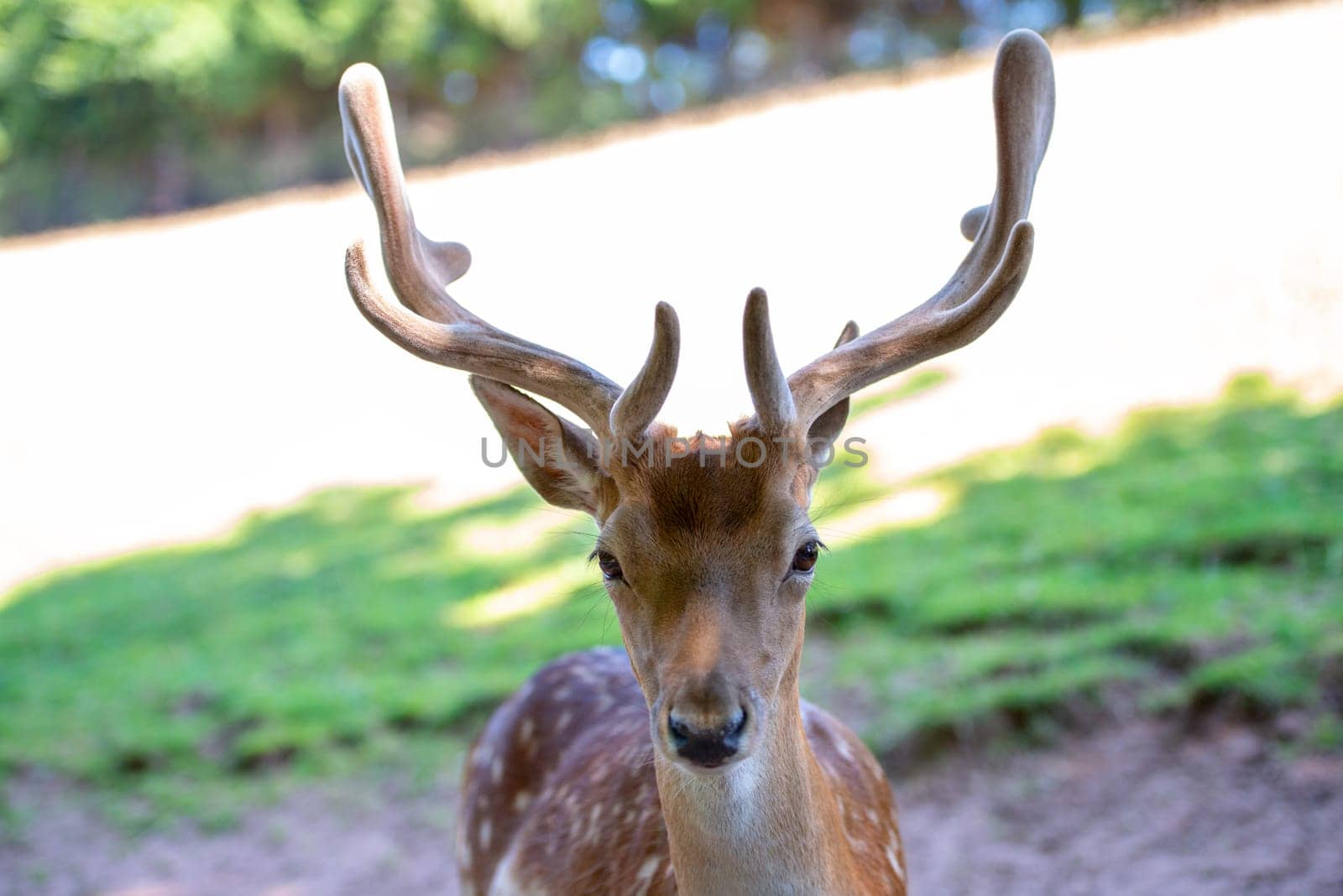 portrait of male deer on grassland