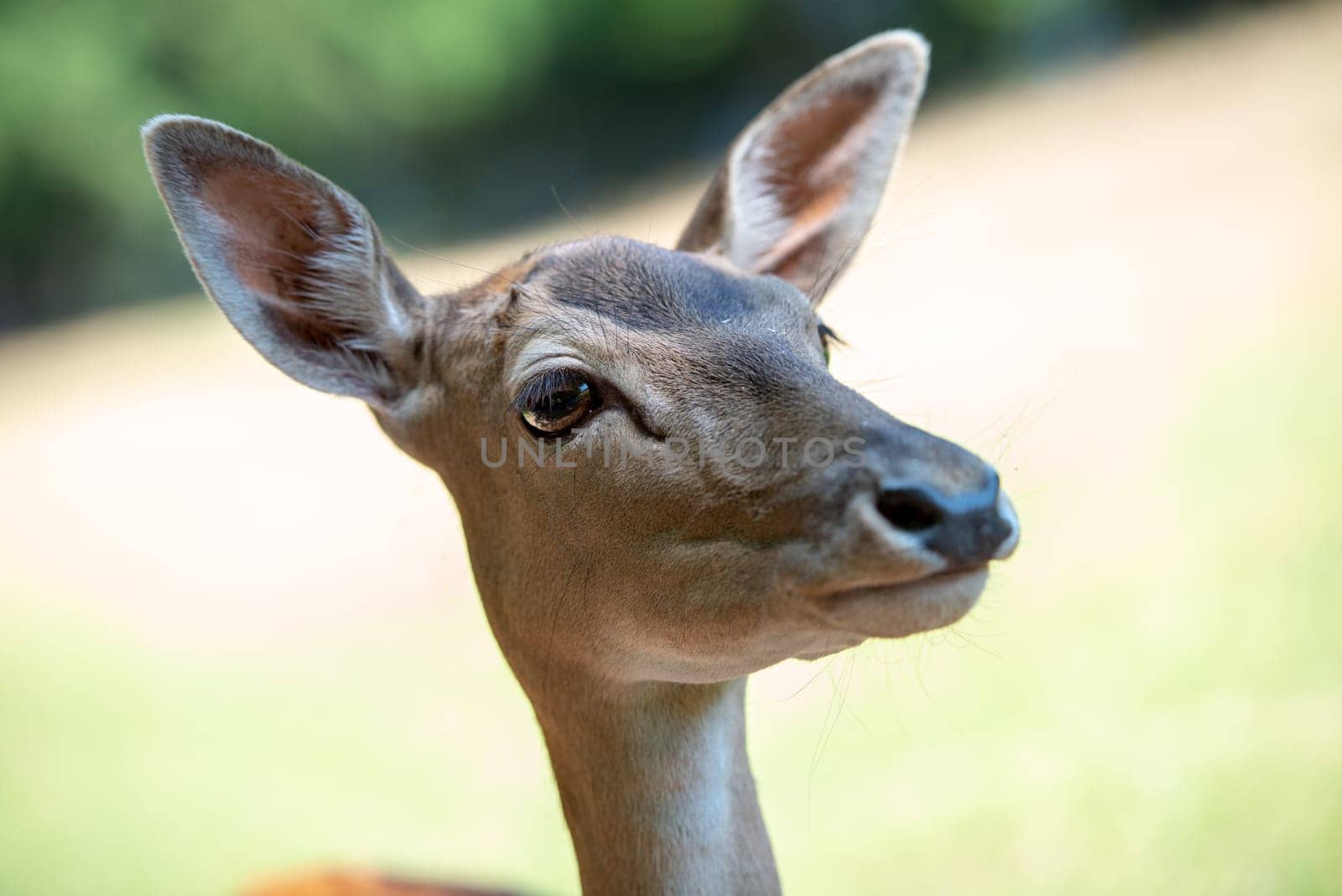 portrait of female deer on grassland