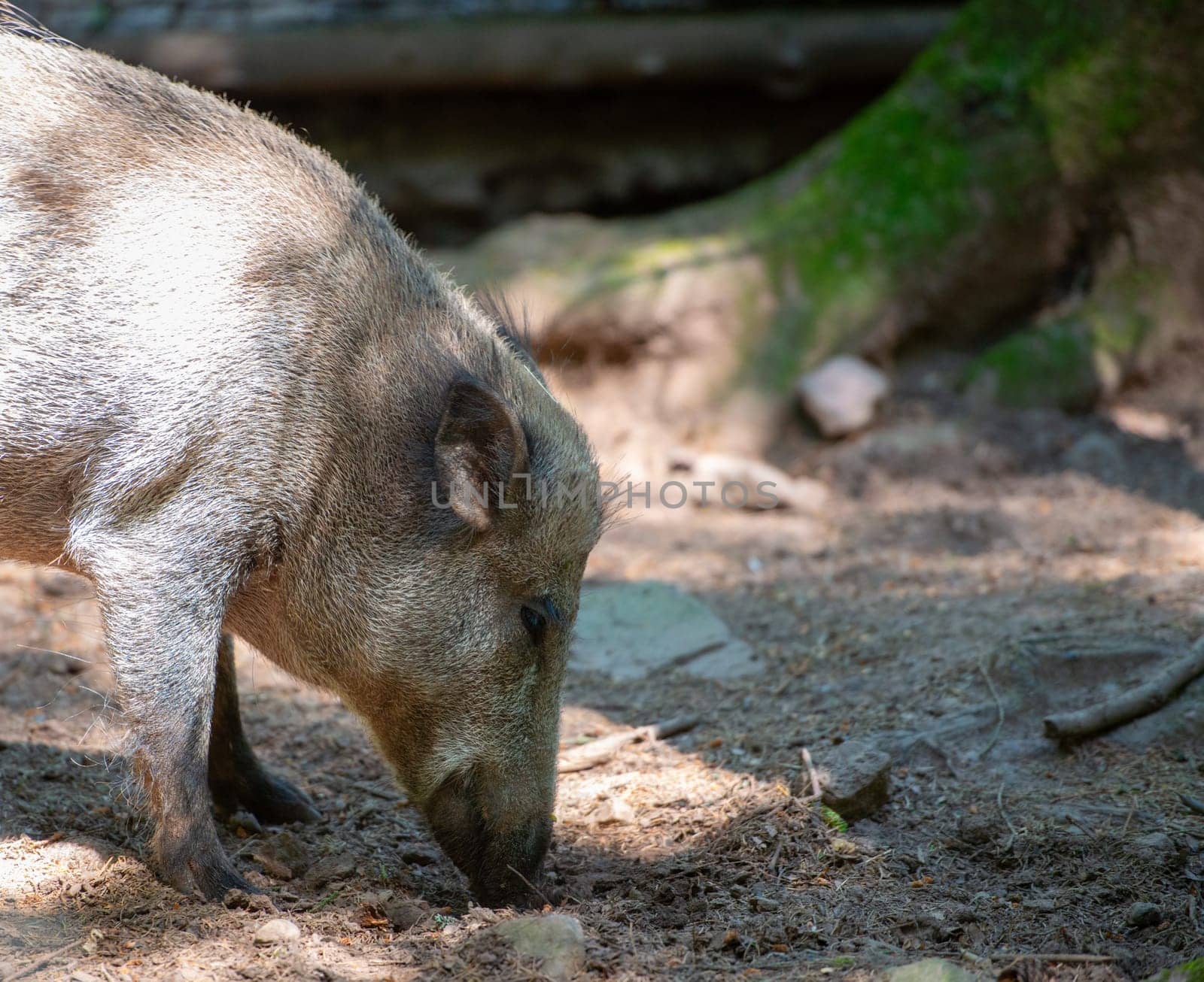 wild boar search for food in forest soil